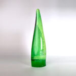 อโลเวร่า1